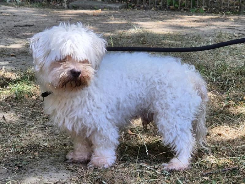 Piky, male senior Bichon Frisé for adoption at Tierschutzverein Düren und Umgebung