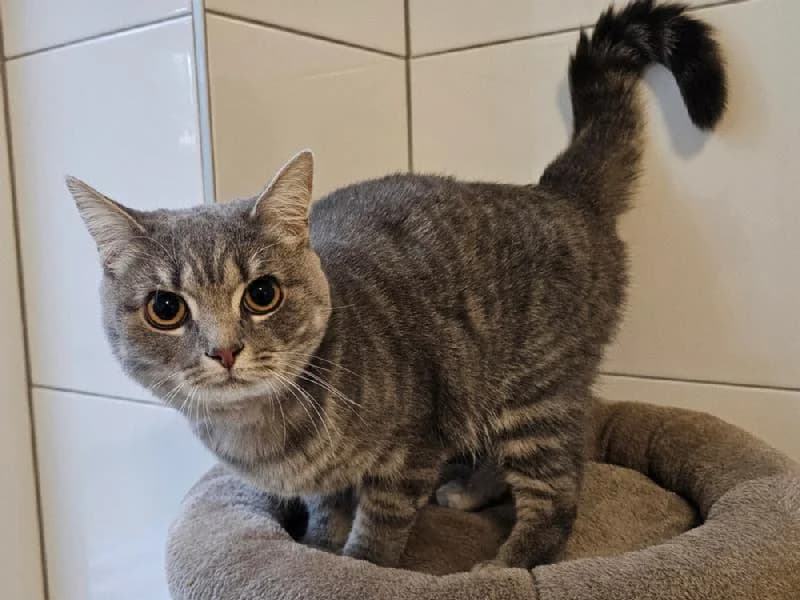 Frau Oe, female 3yo mixed breed for adoption at Tierschutzverein Düren und Umgebung