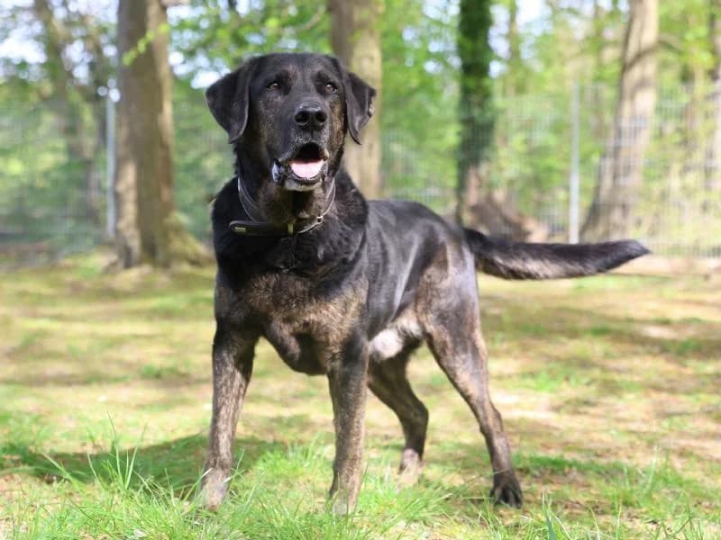 Schorsch, male senior Labrador Retriever for adoption at Tierschutzverein Düren und Umgebung
