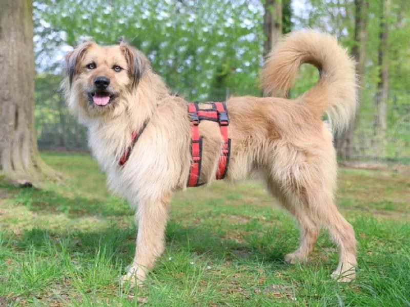 Jean-Luc, male senior mixed breed for adoption at Tierschutzverein Düren und Umgebung
