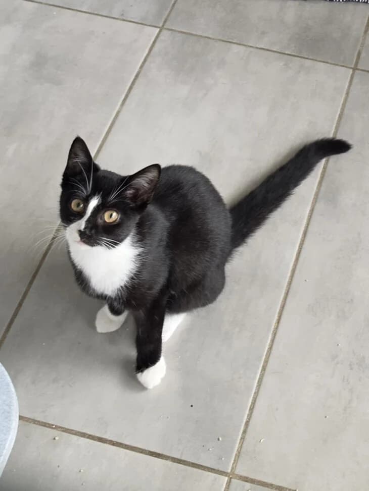 Kitten, European Shorthair (Tierschutzverein Gernsheim)