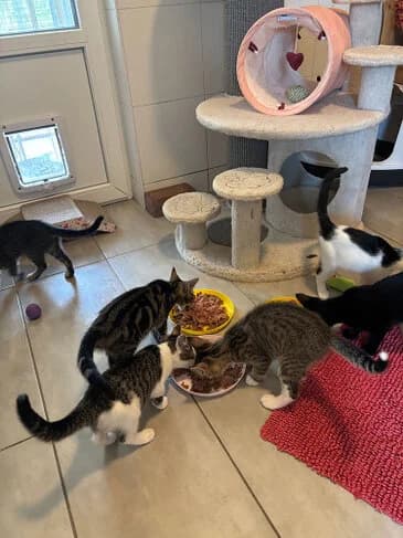 Kitten, alle Farben female young European Shorthair for adoption at Tierschutzverein Gernsheim