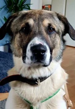 Samu, dreifarbig male 5yo Mixed Breed for adoption at Tierschutzverein Gernsheim