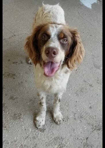 Samu, Mixed Breed (Tierschutzverein Gernsheim)