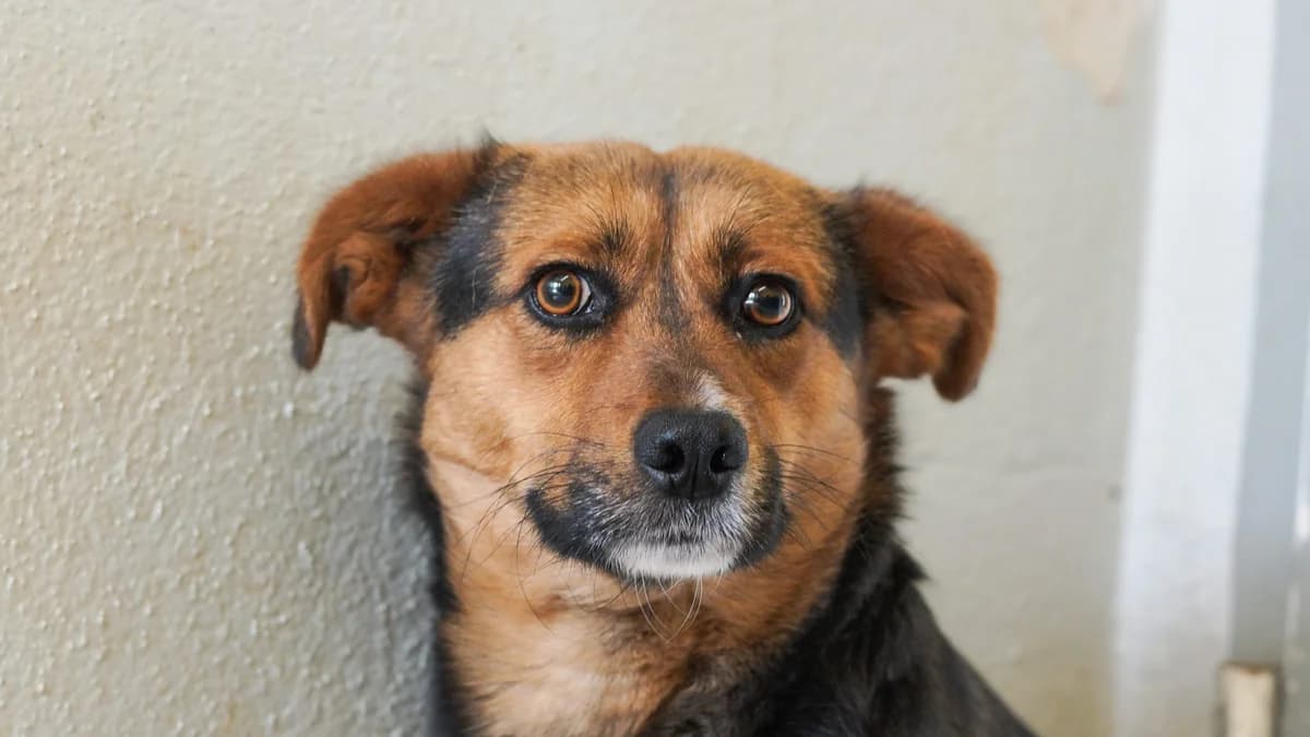 Angel,  Mixed Breed for adoption at TSV Gießen und Umgebung e.V., Gießen