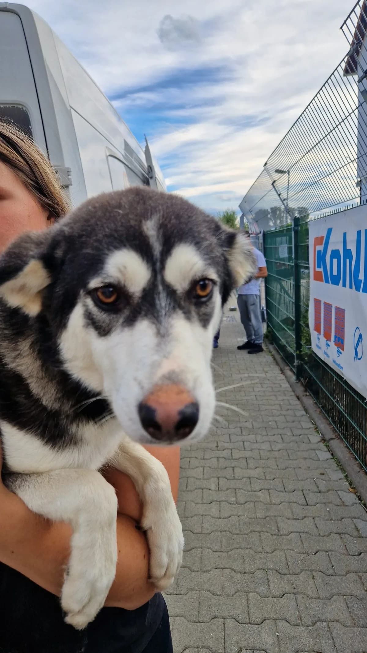 Anouk,  Mixed Breed for adoption at TSV Gießen und Umgebung e.V., Gießen