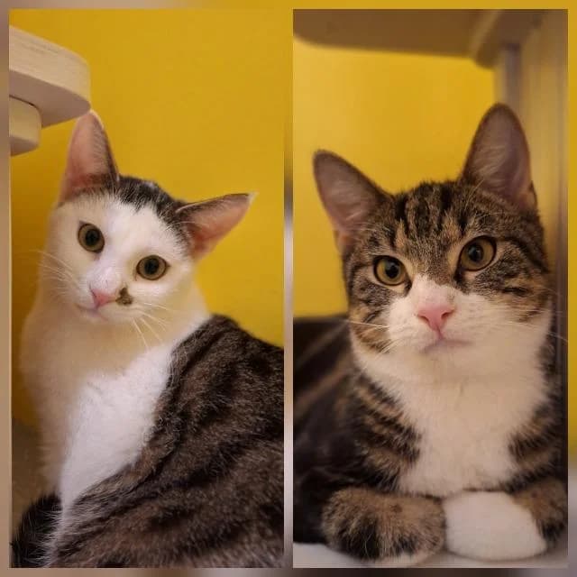 Apollo & Atlas, Mixed Breed for adoption at TSV Gießen und Umgebung e.V., Gießen