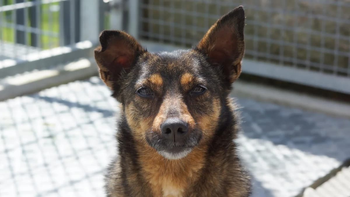 Arwen, Mixed Breed (TSV Gießen und Umgebung e.V.)