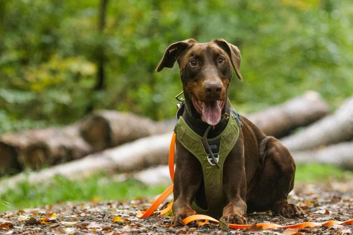 Attila,  Mixed Breed for adoption at TSV Gießen und Umgebung e.V., Gießen