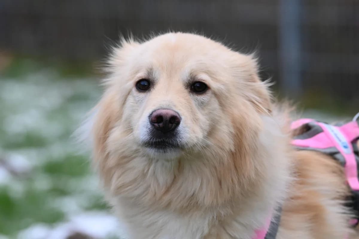 Bailey,  Mixed Breed for adoption at TSV Gießen und Umgebung e.V., Gießen