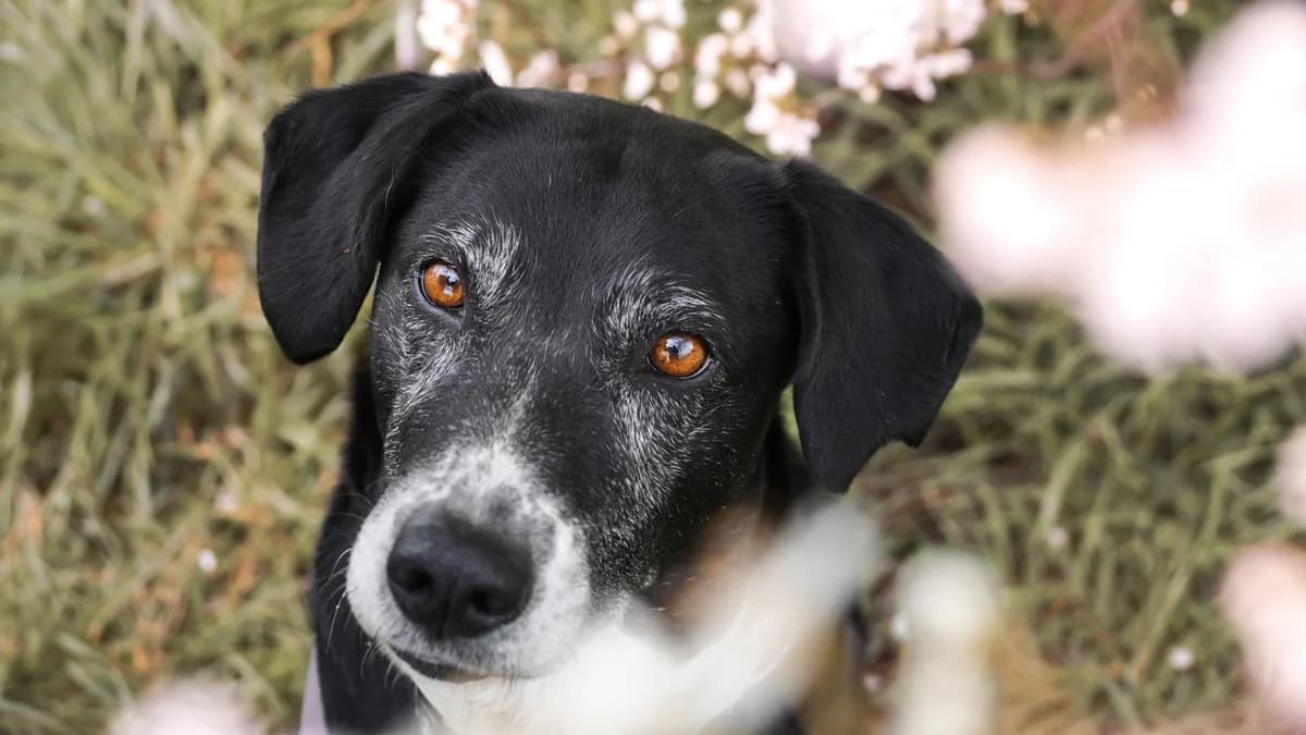 Bella,  Mixed Breed for adoption at TSV Gießen und Umgebung e.V., Gießen