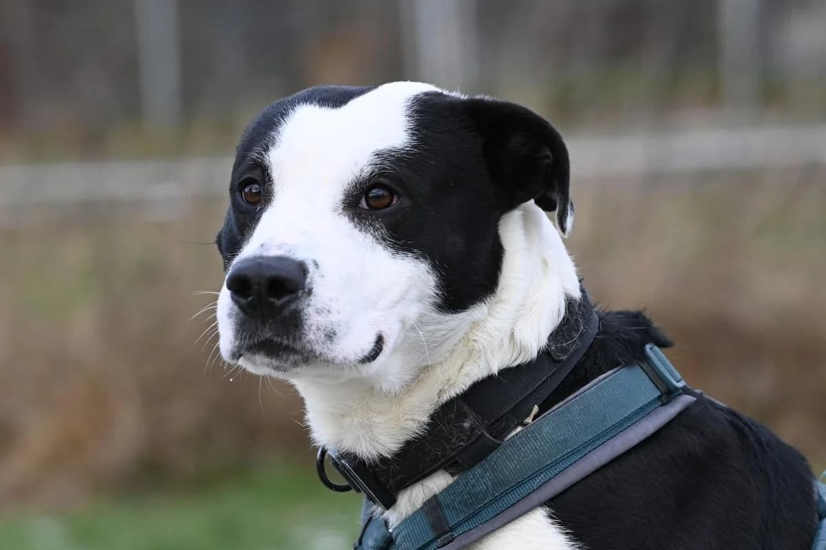 Benji,  Mixed Breed for adoption at TSV Gießen und Umgebung e.V., Gießen