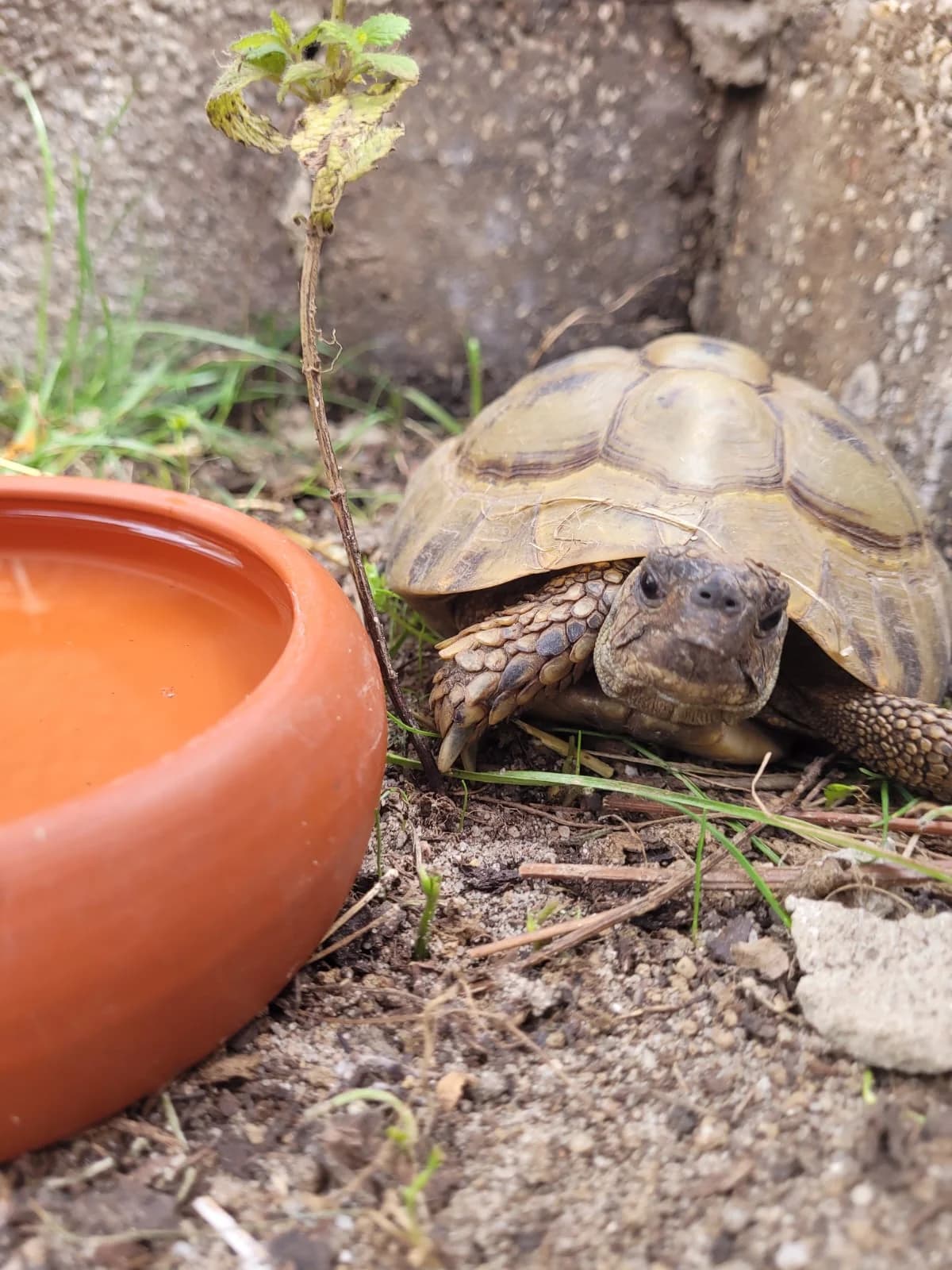 Boris und Igor,  Mixed Breed for adoption at TSV Gießen und Umgebung e.V., Gießen