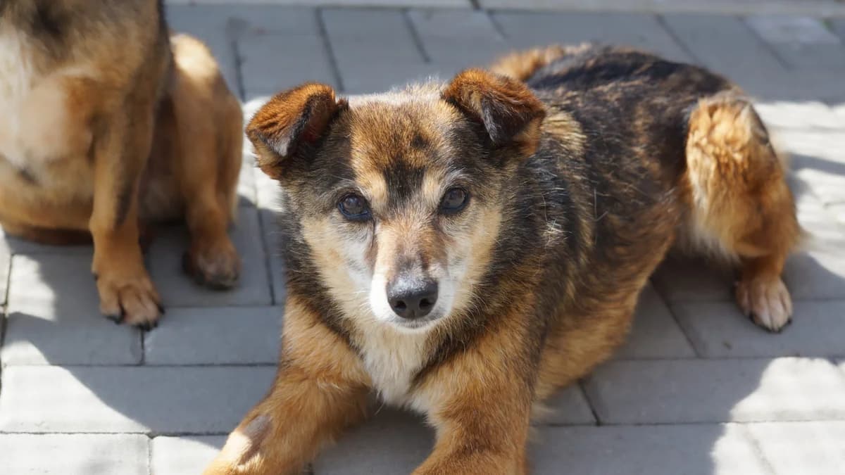 Bowie, Mixed Breed (TSV Gießen und Umgebung e.V.)