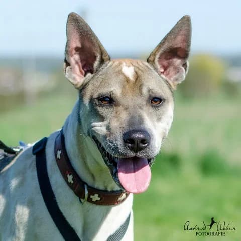 Brownie – Nicht zu vermitteln – Paten gesucht,  Mixed Breed for adoption at TSV Gießen und Umgebung e.V., Gießen