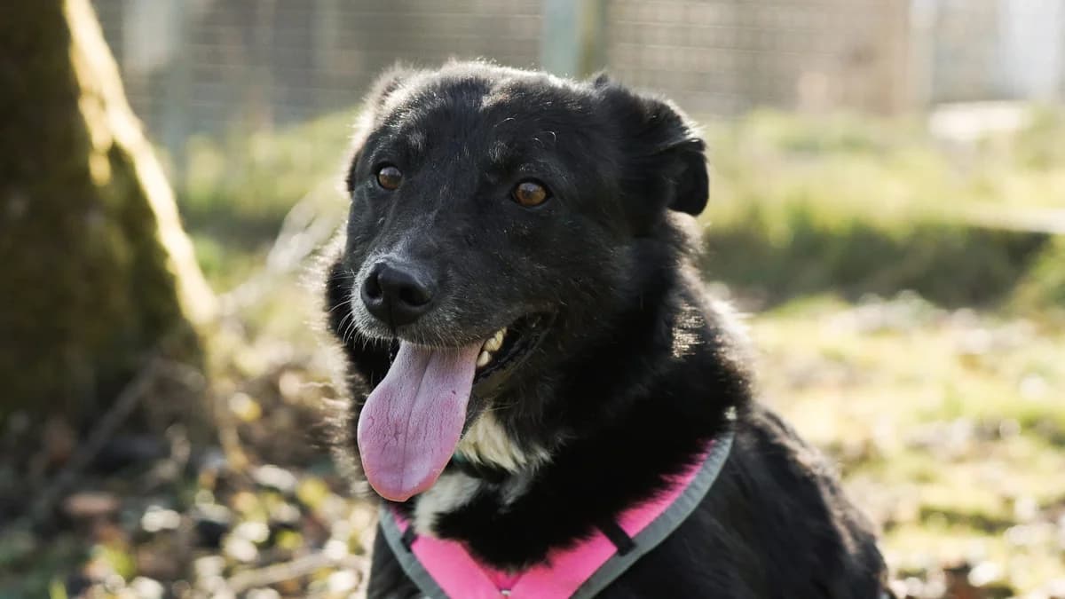 Calici – reserviert,  Mixed Breed for adoption at TSV Gießen und Umgebung e.V., Gießen
