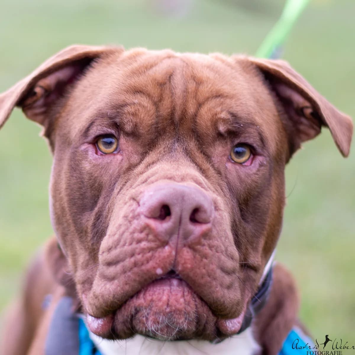 Chico – Paten gesucht,  Mixed Breed for adoption at TSV Gießen und Umgebung e.V., Gießen