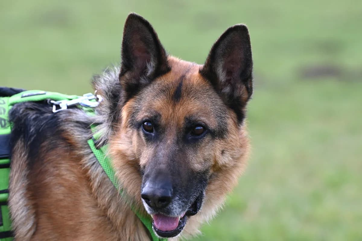 Cooper,  Mixed Breed for adoption at TSV Gießen und Umgebung e.V., Gießen