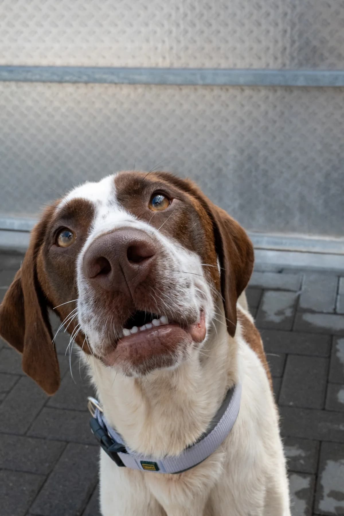 Darcy,  Mixed Breed for adoption at TSV Gießen und Umgebung e.V., Gießen