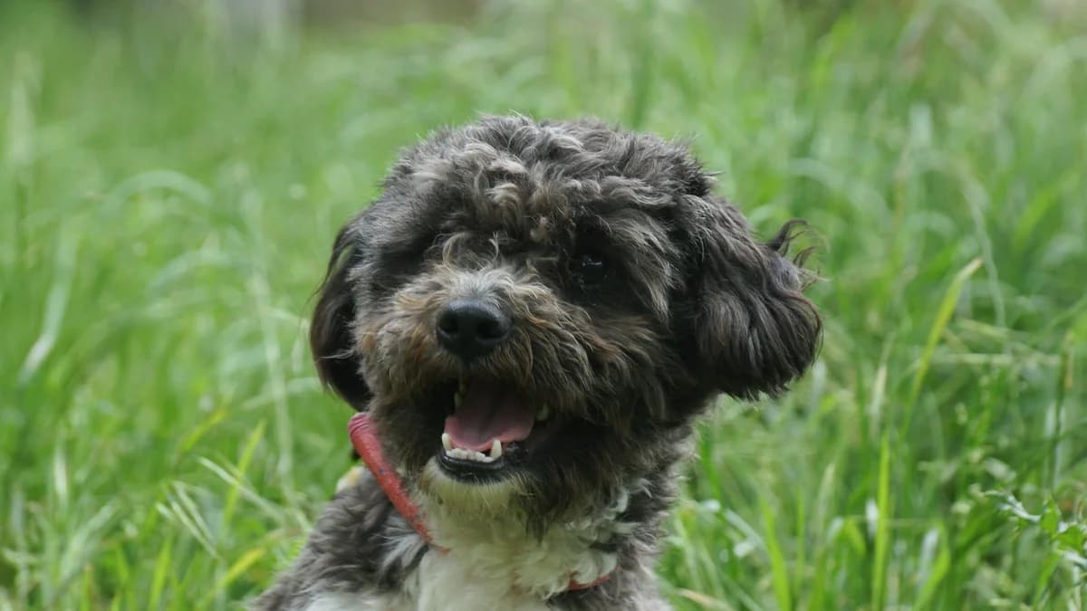 Denny,  Mixed Breed for adoption at TSV Gießen und Umgebung e.V., Gießen