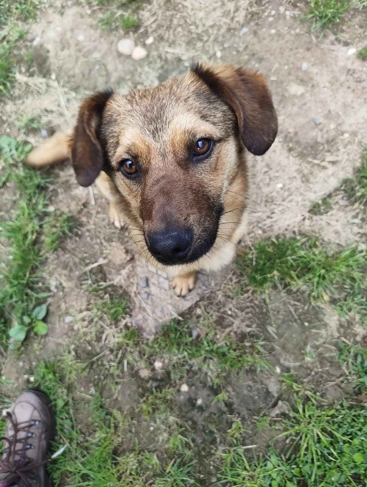 Dorin,  Mixed Breed for adoption at TSV Gießen und Umgebung e.V., Gießen