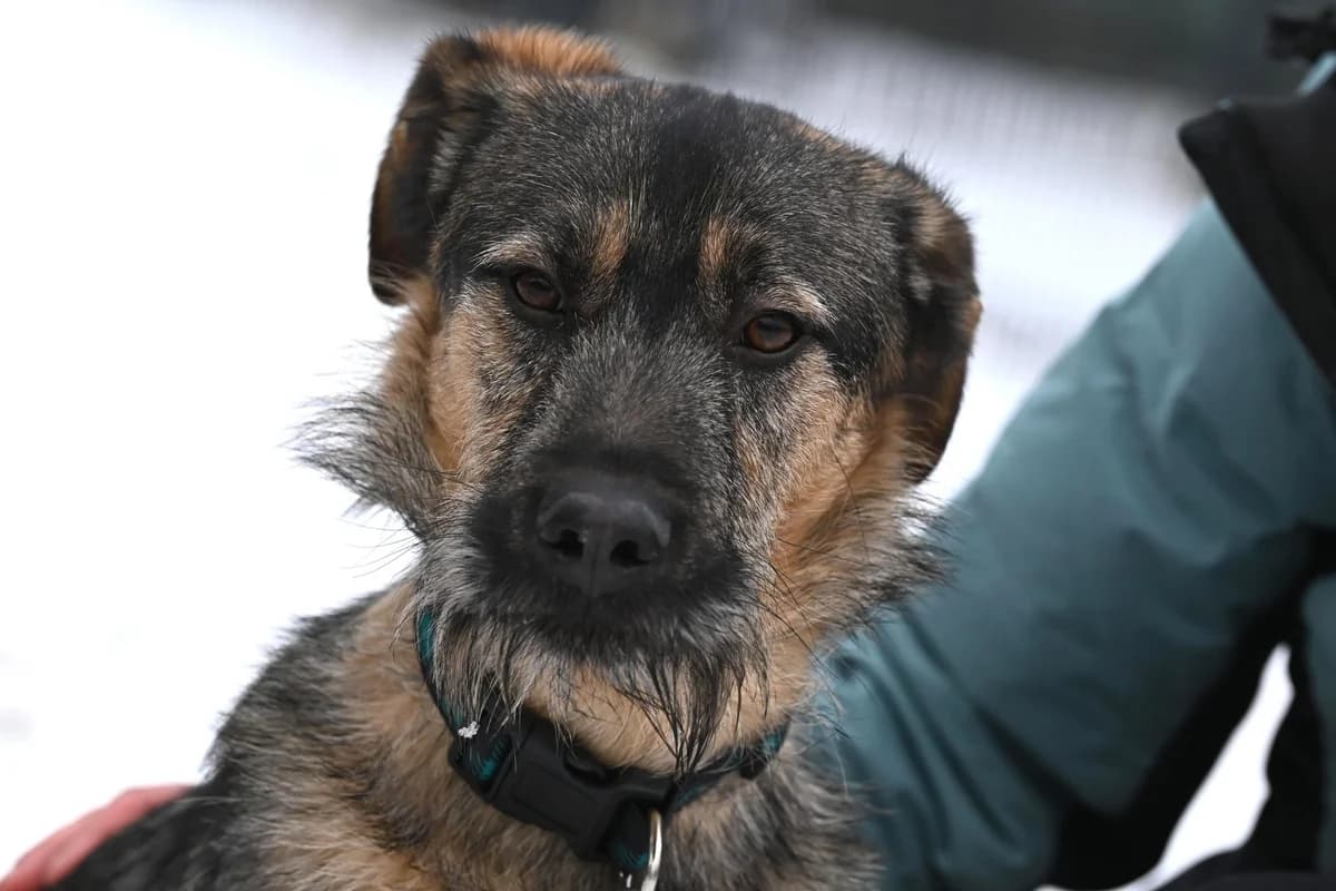 Emile,  Mixed Breed for adoption at TSV Gießen und Umgebung e.V., Gießen