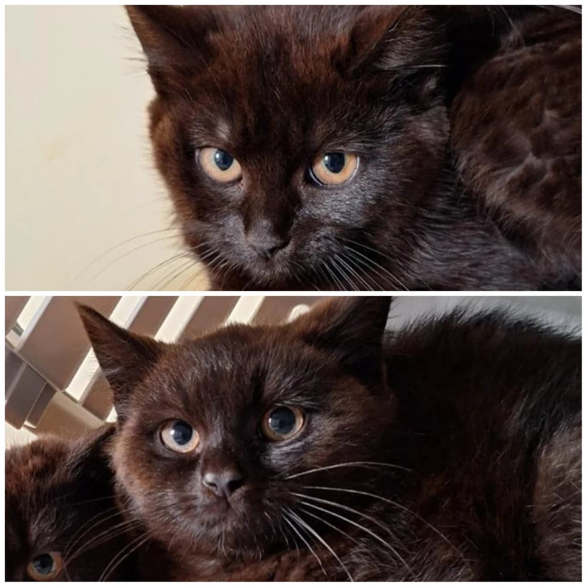 Eren & Hange, Mixed Breed for adoption at TSV Gießen und Umgebung e.V., Gießen