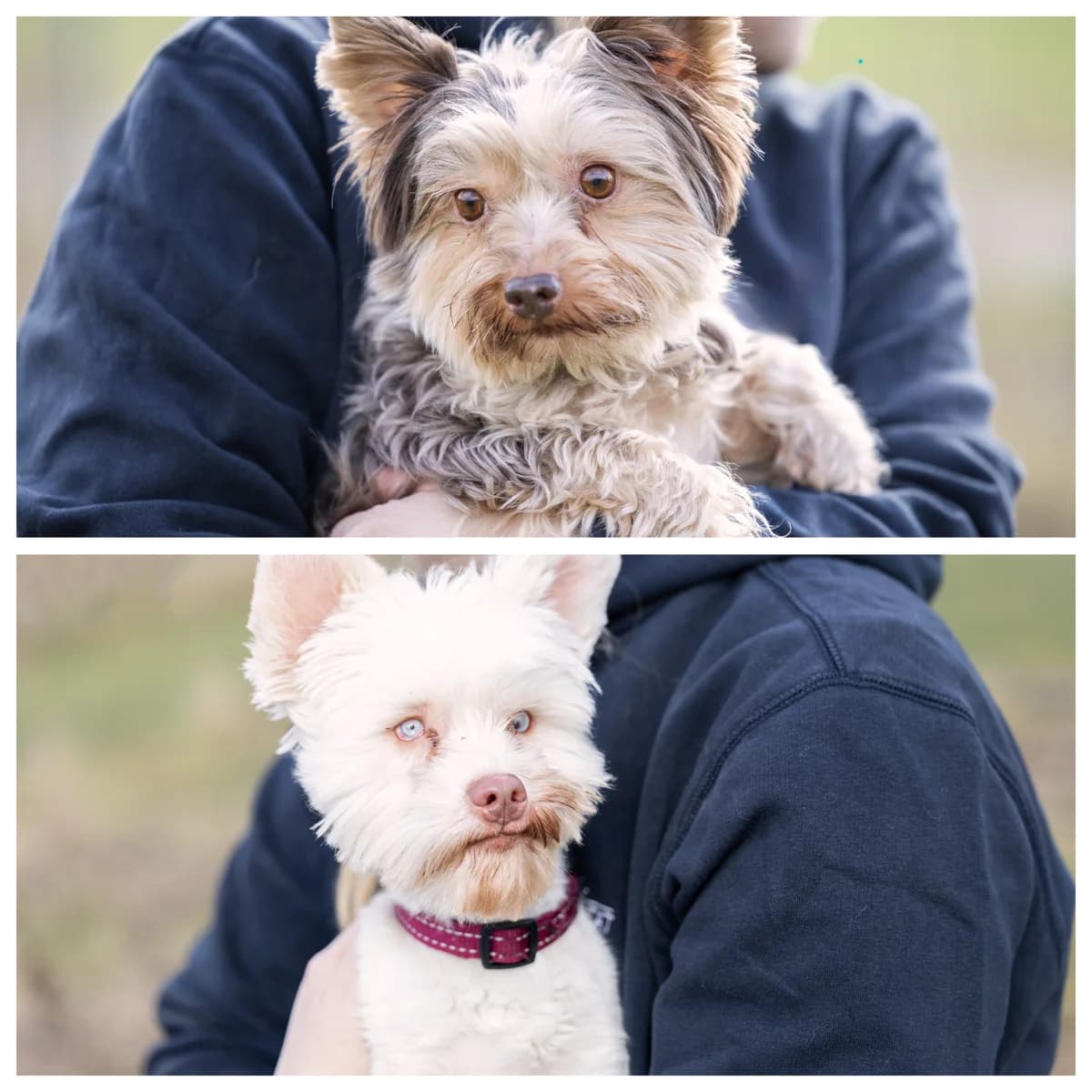 Ernie und Bert,  Mixed Breed for adoption at TSV Gießen und Umgebung e.V., Gießen