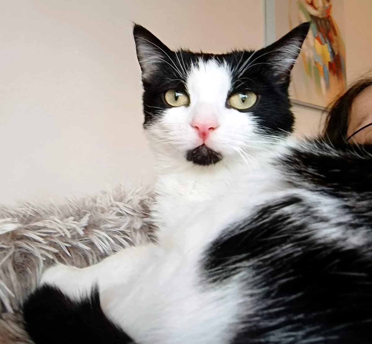 Fienchen, Mixed Breed for adoption at TSV Gießen und Umgebung e.V., Gießen