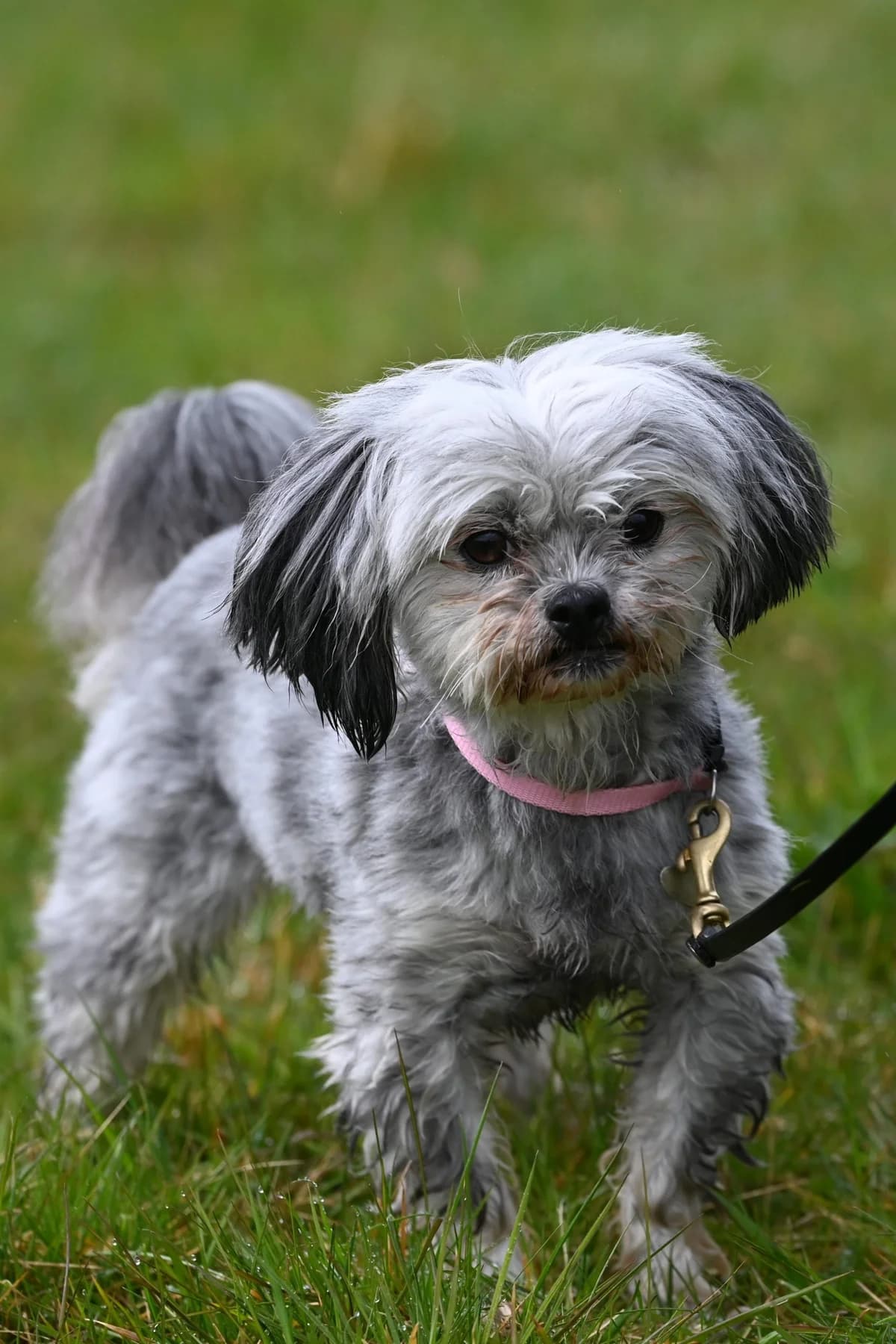 Fina,  Mixed Breed for adoption at TSV Gießen und Umgebung e.V., Gießen