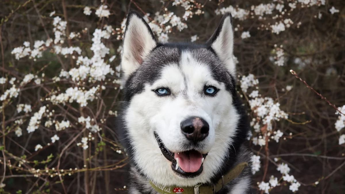Fire,  Mixed Breed for adoption at TSV Gießen und Umgebung e.V., Gießen