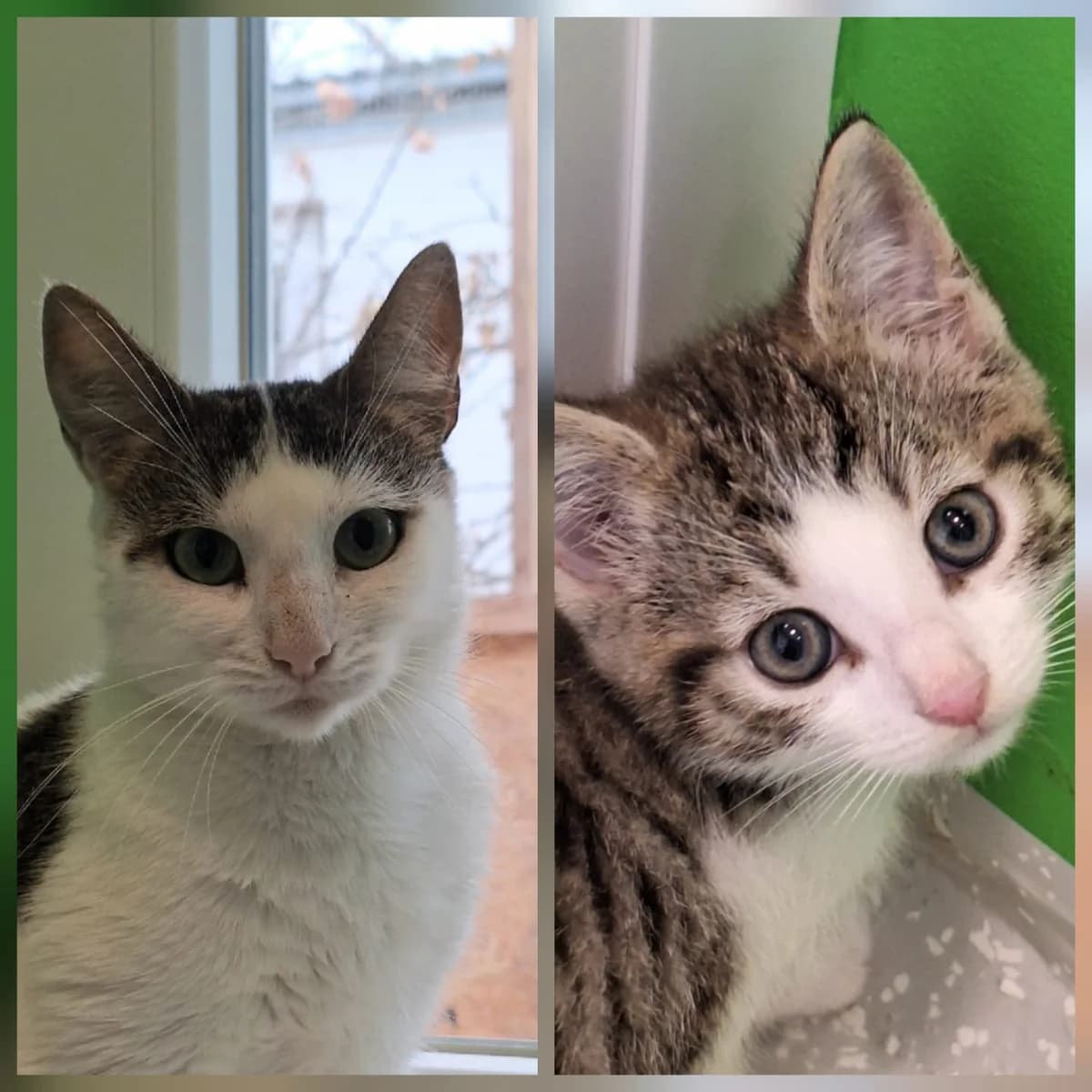 Mary Read & Flint,  Mixed Breed for adoption at TSV Gießen und Umgebung e.V., Gießen