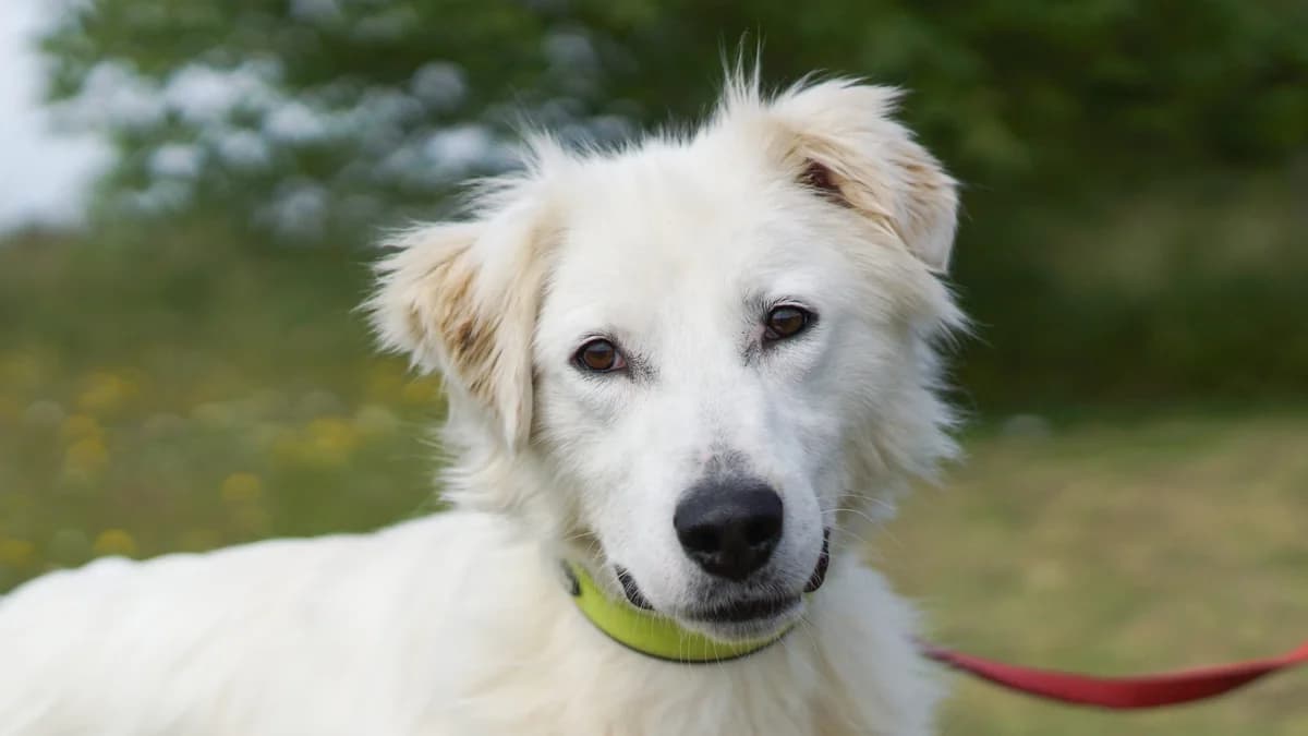 Frankie,  Mixed Breed for adoption at TSV Gießen und Umgebung e.V., Gießen
