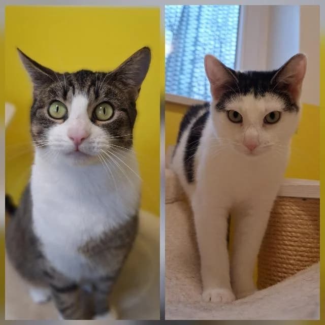 Gamma & Buzz, Mixed Breed for adoption at TSV Gießen und Umgebung e.V., Gießen