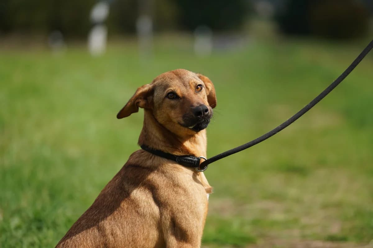 Gina,  Mixed Breed for adoption at TSV Gießen und Umgebung e.V., Gießen