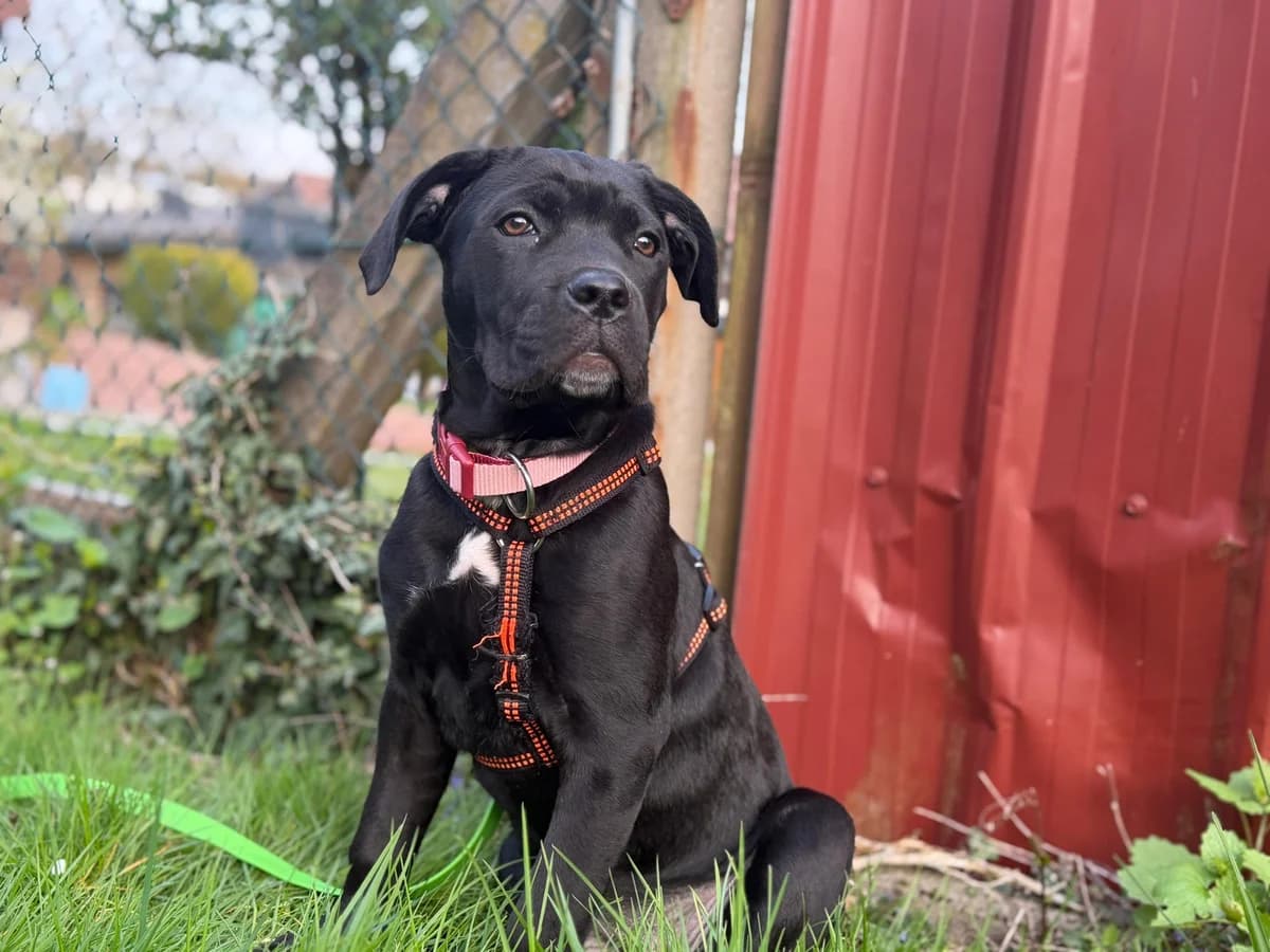 Gnocchi,  Mixed Breed for adoption at TSV Gießen und Umgebung e.V., Gießen