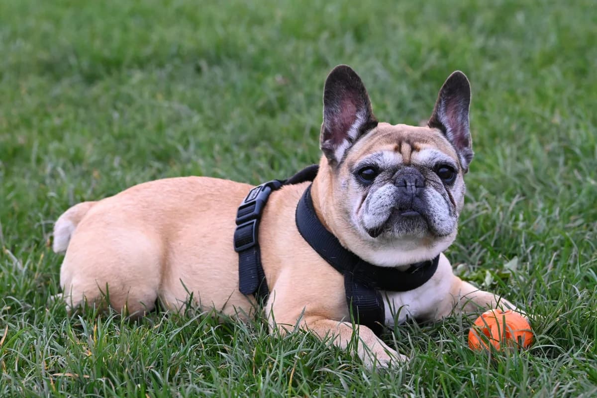 Greta,  Mixed Breed for adoption at TSV Gießen und Umgebung e.V., Gießen