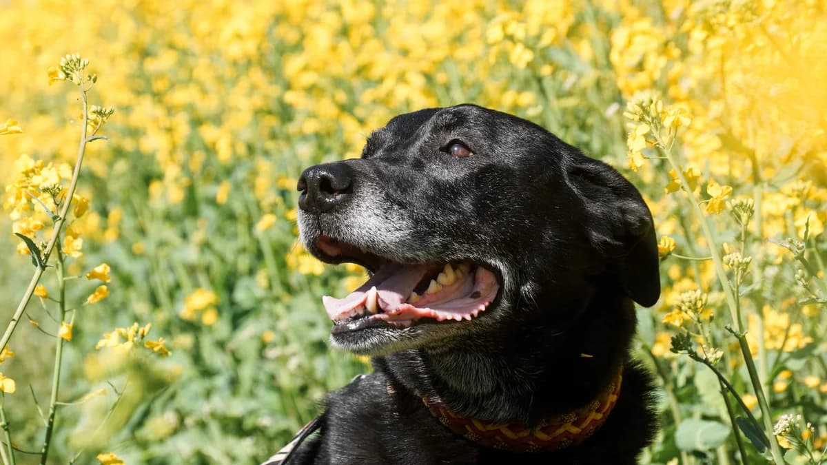 Jamie – nicht zu vermitteln – Paten gesucht,  Mixed Breed for adoption at TSV Gießen und Umgebung e.V., Gießen