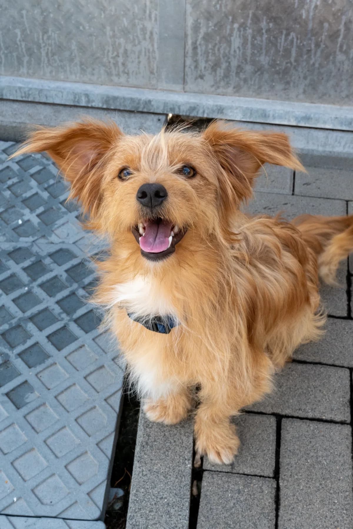 Joey,  Mixed Breed for adoption at TSV Gießen und Umgebung e.V., Gießen