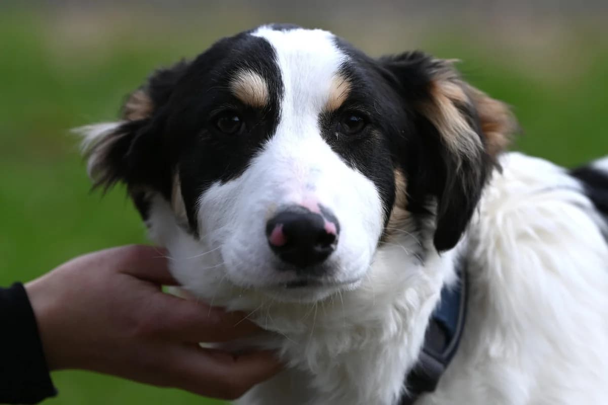 Johnny,  Mixed Breed for adoption at TSV Gießen und Umgebung e.V., Gießen