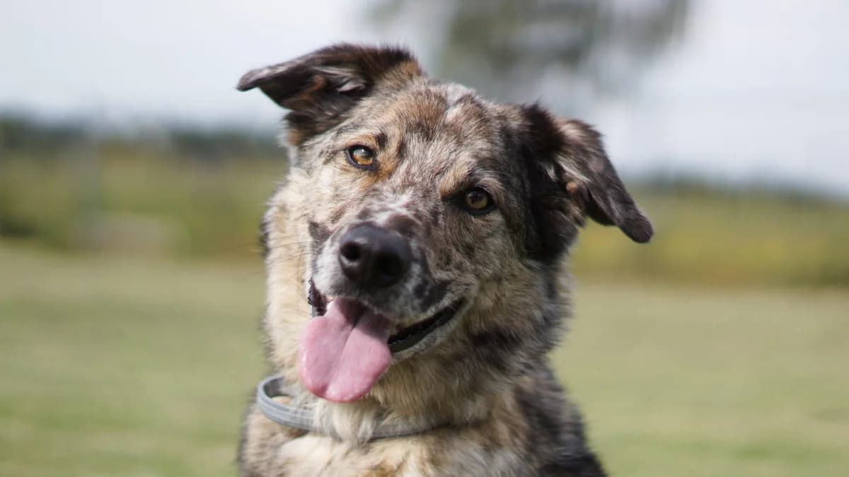 Momo,  Mixed Breed for adoption at TSV Gießen und Umgebung e.V., Gießen