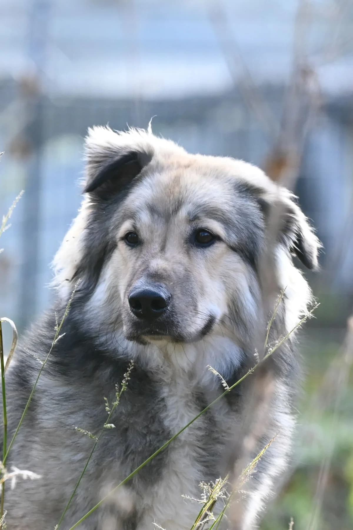 Jolle – reserviert,  Mixed Breed for adoption at TSV Gießen und Umgebung e.V., Gießen