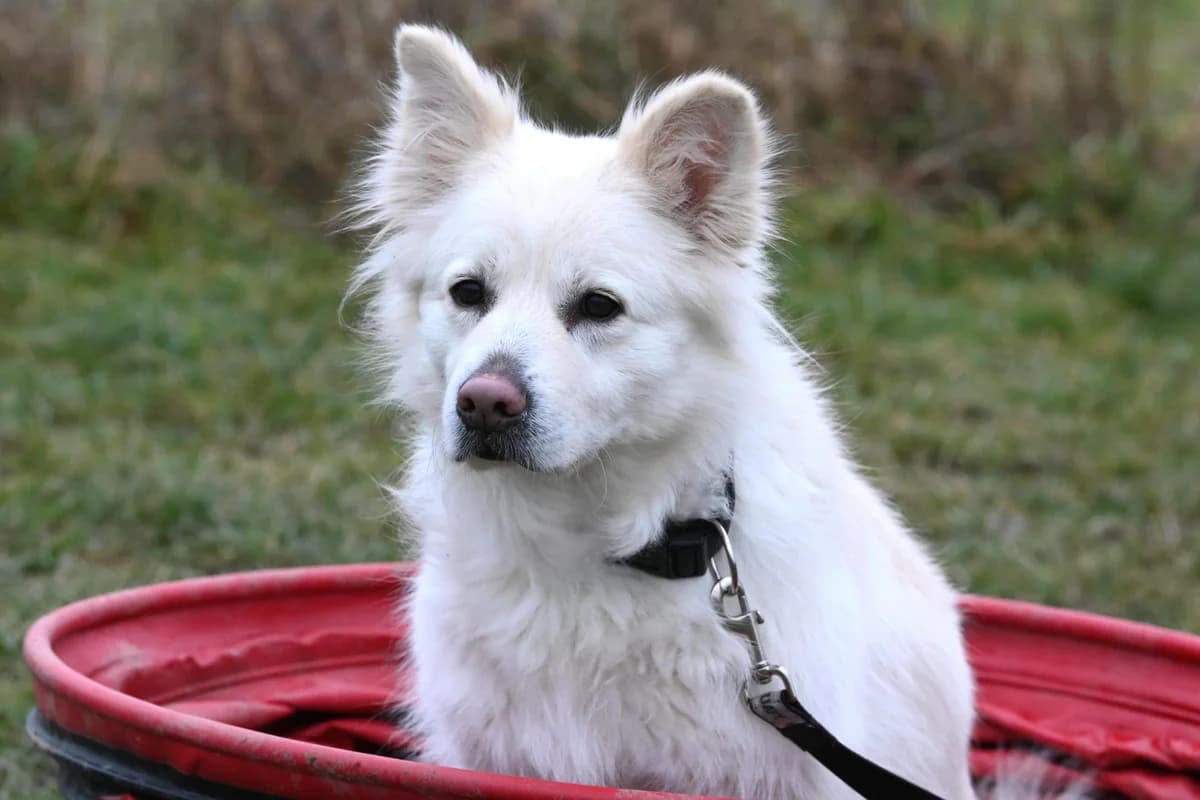 Kaya,  Mixed Breed for adoption at TSV Gießen und Umgebung e.V., Gießen