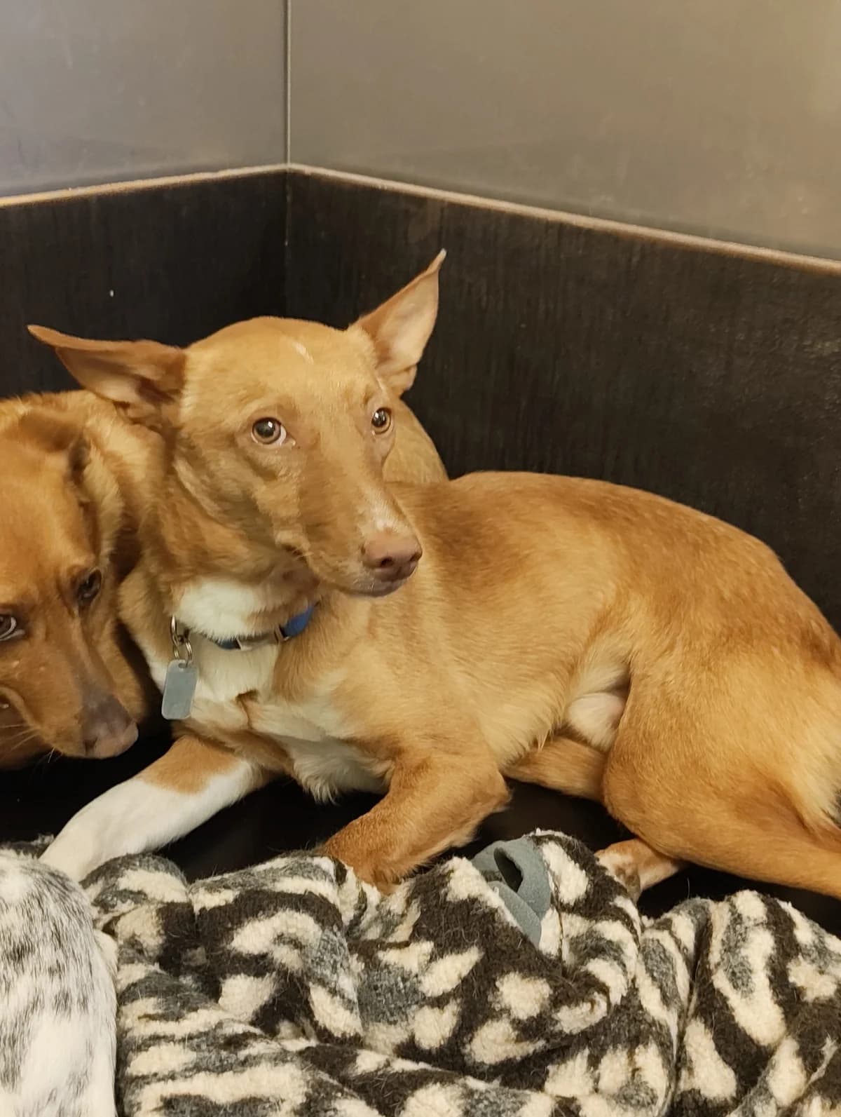 Kenny – reserviert, Mixed Breed (TSV Gießen und Umgebung e.V.)