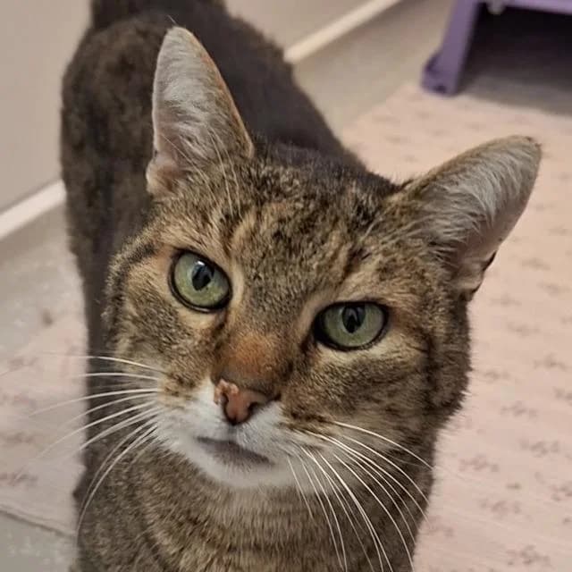 Lalo,  Mixed Breed for adoption at TSV Gießen und Umgebung e.V., Gießen