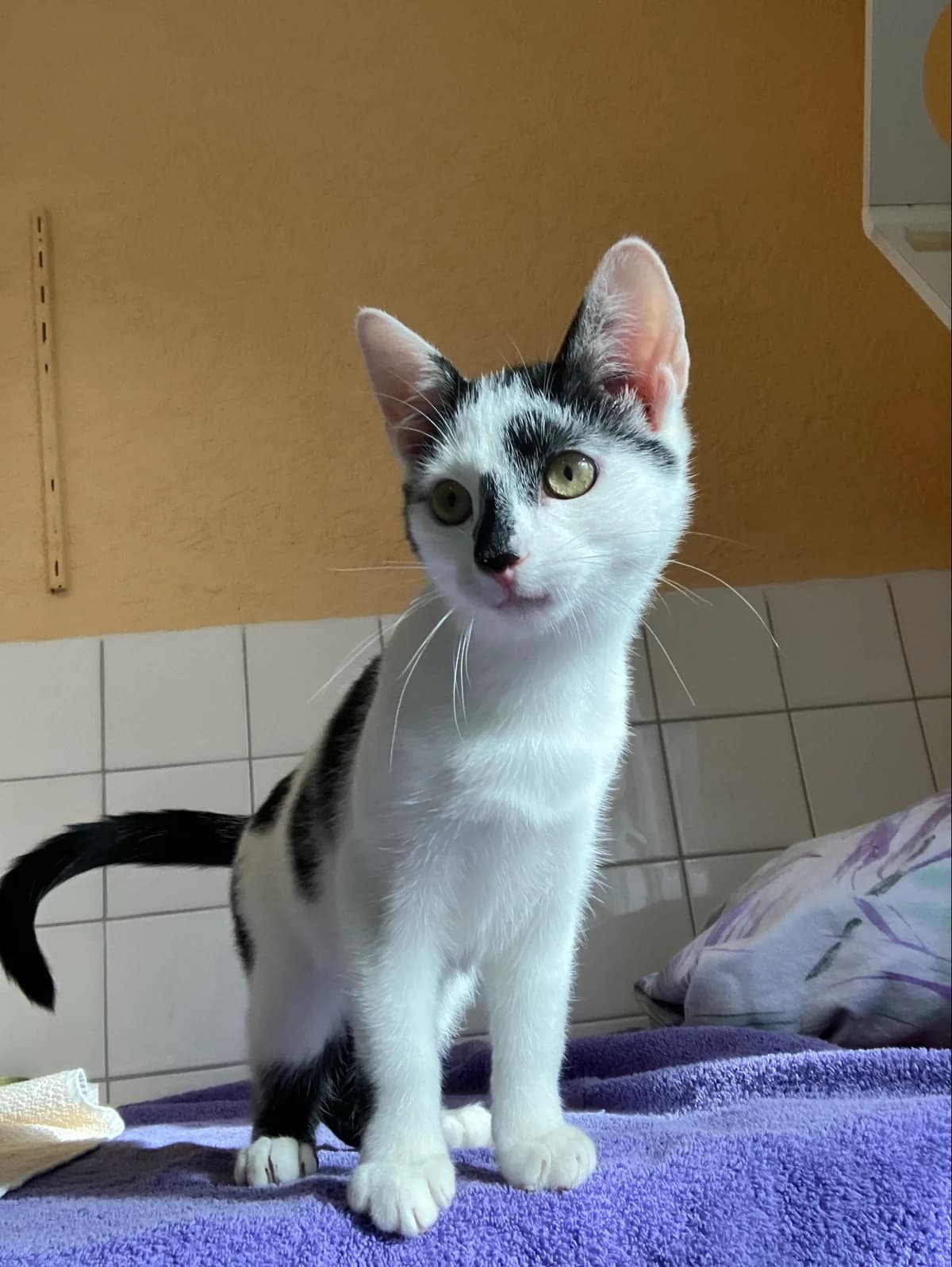 Leon,  Mixed Breed for adoption at TSV Gießen und Umgebung e.V., Gießen