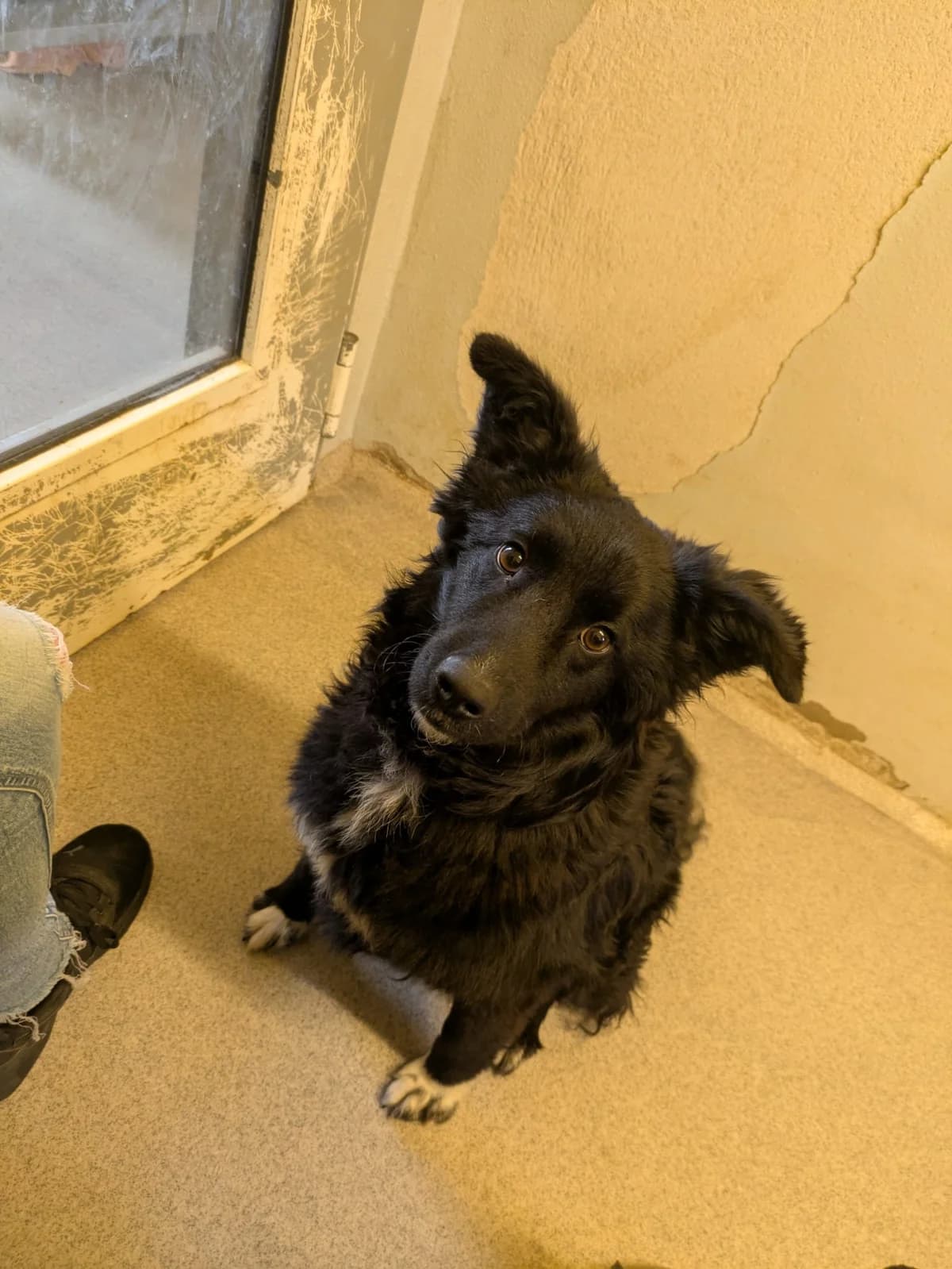 Leoni,  Mixed Breed for adoption at TSV Gießen und Umgebung e.V., Gießen