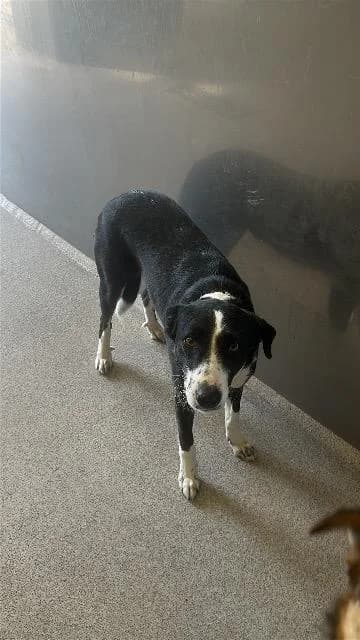 Leyla,  Mixed Breed for adoption at TSV Gießen und Umgebung e.V., Gießen