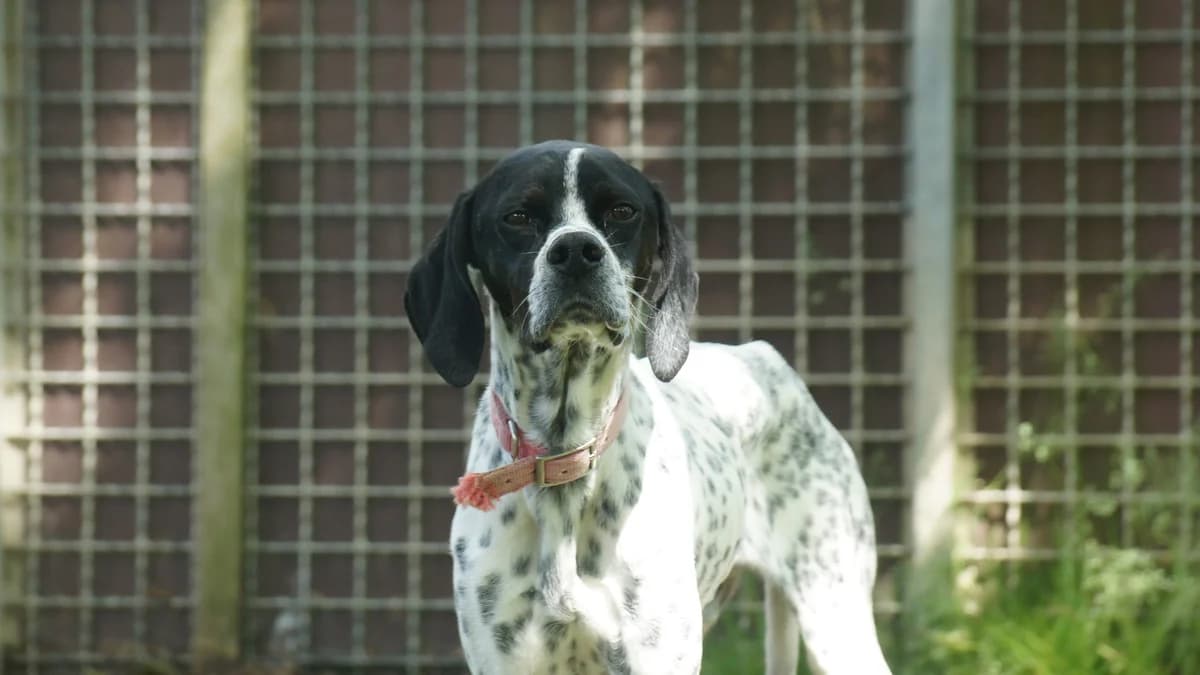 Lucho-resaviert, Mixed Breed (TSV Gießen und Umgebung e.V.)