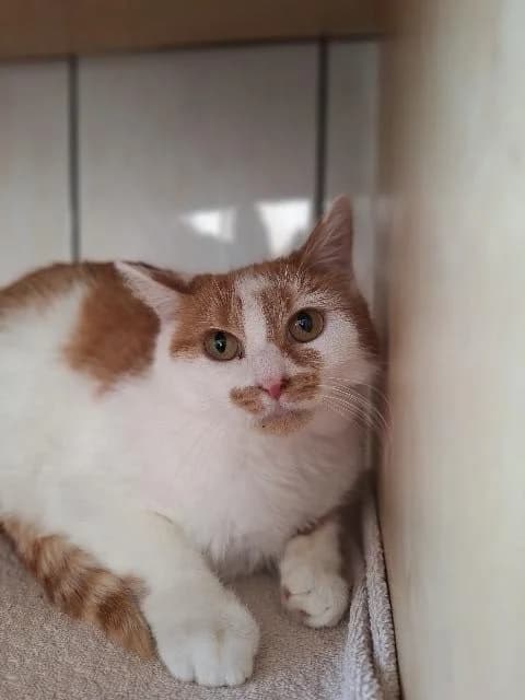 Magnus,  Mixed Breed for adoption at TSV Gießen und Umgebung e.V., Gießen